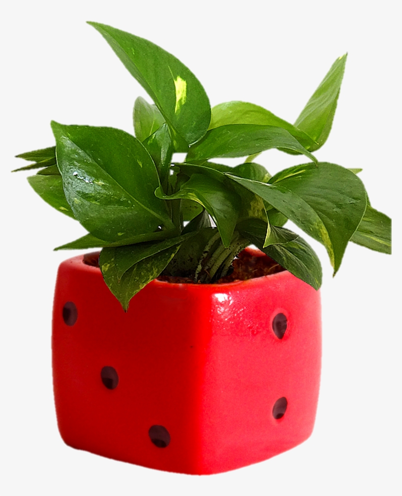 Indoor Plants Png, transparent png download