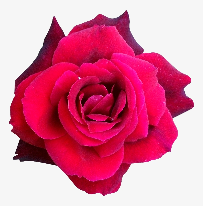 Thumb Image - Hybrid Tea Rose, transparent png download