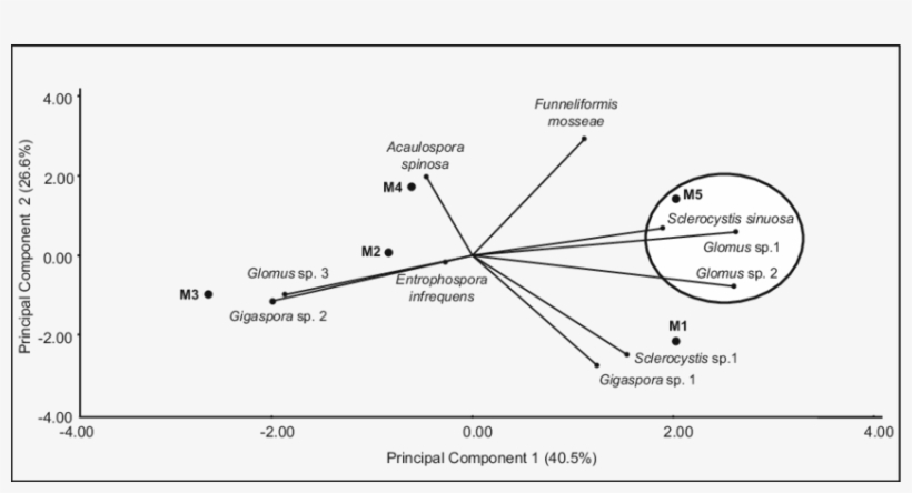 5 Principal Component Analysis Of Amf Species In The - Species, transparent png download