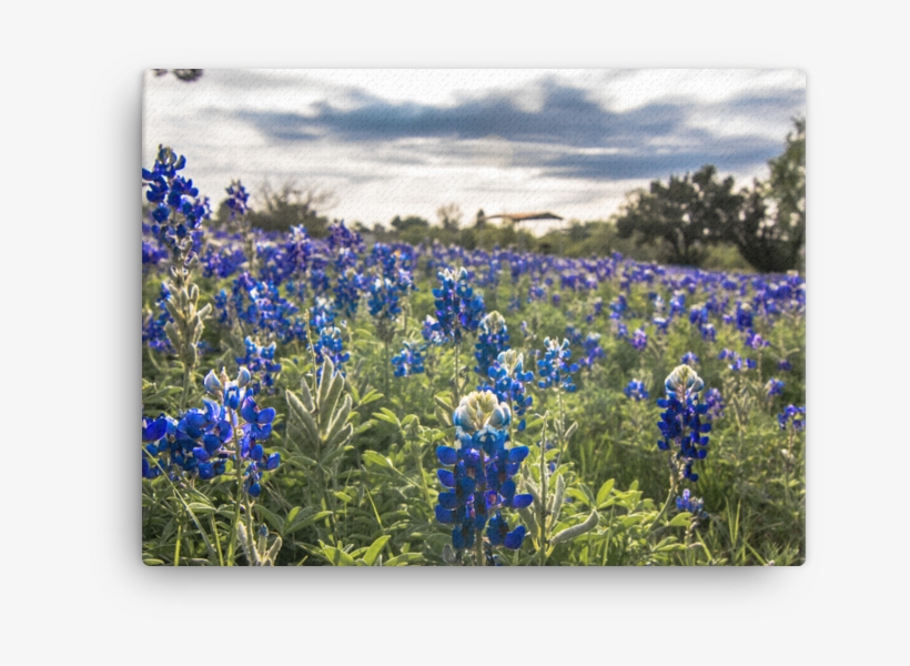 Bluebonnets By The Lake Canvas - Bluebonnet, transparent png download