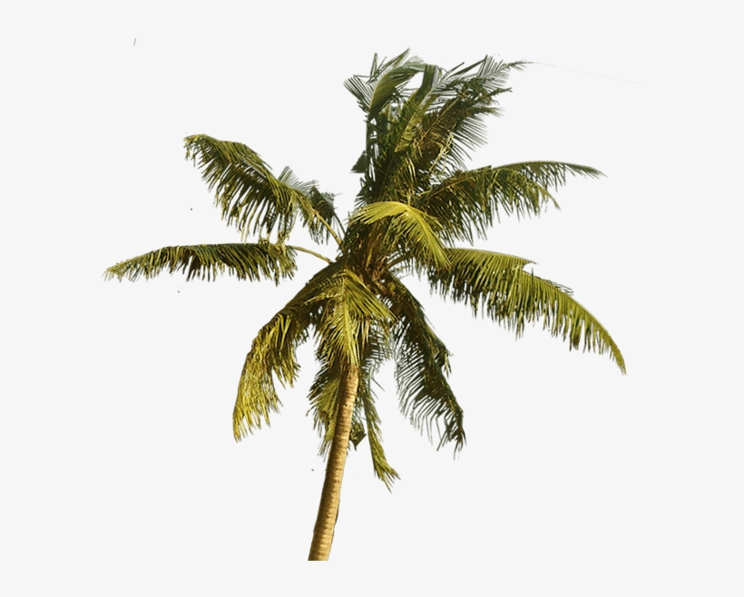 Azymuth Brazil - Palms Slim Samsung Galaxy S8 Case By Ruifaria, transparent png download