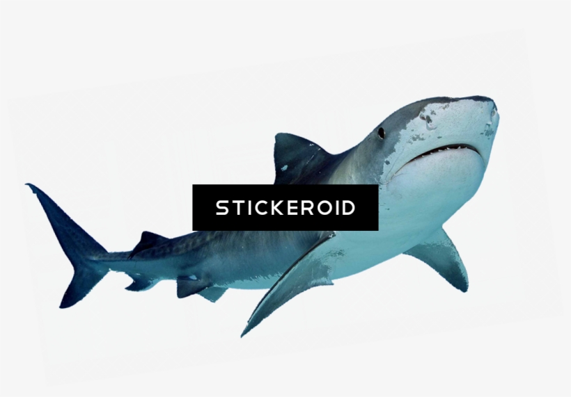 San Jose Sharks Official Logo - Haifisch-kundgebung Stoff Serviette, transparent png download