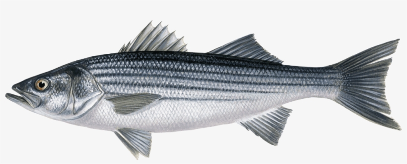 Striped Bass Morone Saxatilis Sw - Santa Monica Seafood Market & Café, transparent png download