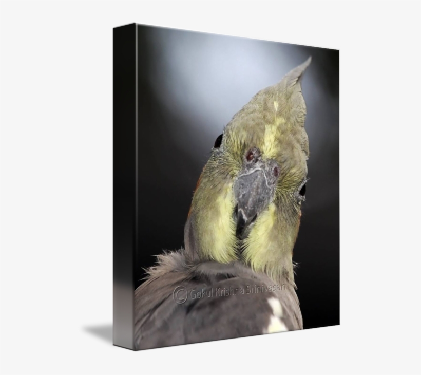 "grey Cockatiel" By Gokul Krishna Srinivasan - Cockatoo, transparent png download