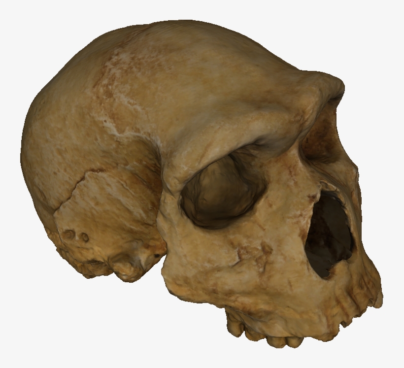 First Of All It Is Non 2-manifold Than There Are Many - Mesh Parameterization, transparent png download