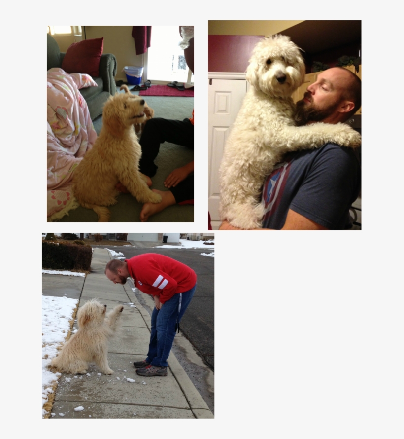 Ginger Is Our 2 Year Old Beautiful And Healthy 39 Pound - Companion Dog, transparent png download