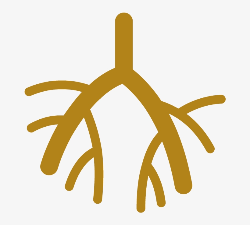 Lymphatic System - Medical Sonography Clipart, transparent png download