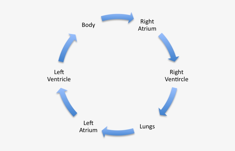 Trypanosomiasis Circulatory System Merck Veterinary - Life Cycle Of Mdf, transparent png download
