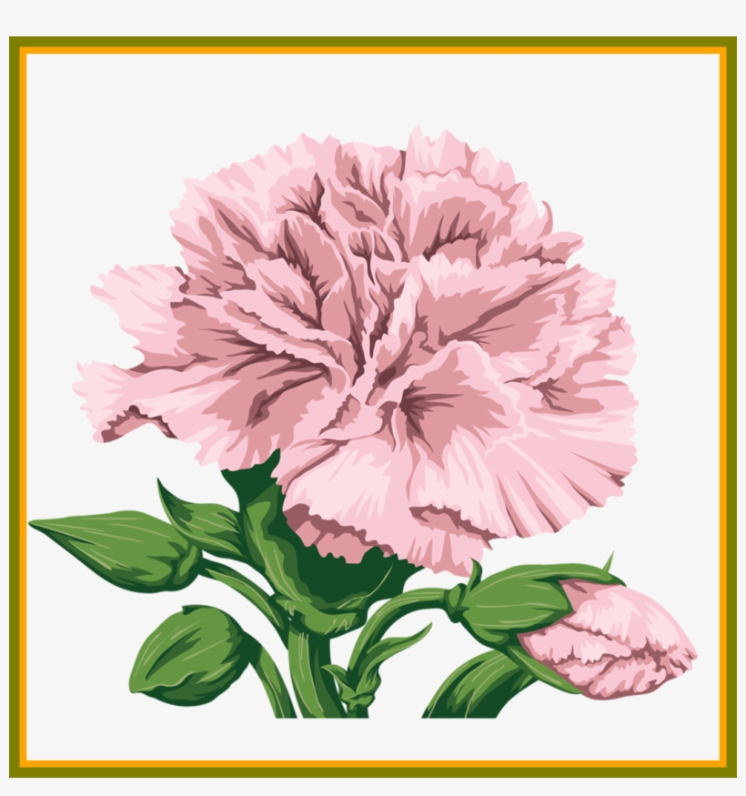 Shocking Best Carnation For Flower Clipart Inspiration - Carnation Flower Cute Illustration, transparent png download