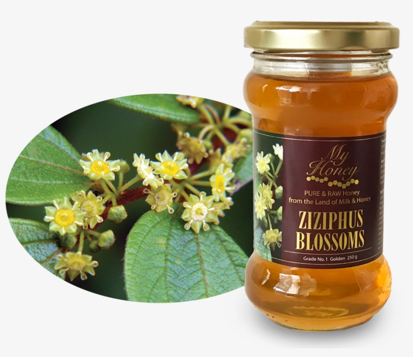 All Honey - Jujube, transparent png download