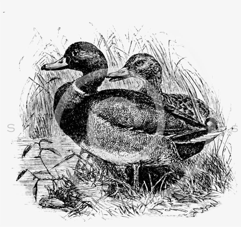 Cz Wild Mallard Ducks Male Female 1887 066-x2 - Vintage Wild Mallard Ducks Personalized Template Bracelet,, transparent png download