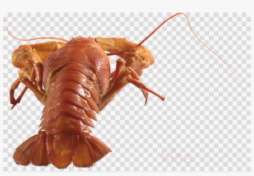 Crab Clipart American Lobster Crayfish Crab - Homarus Gammarus, transparent png download