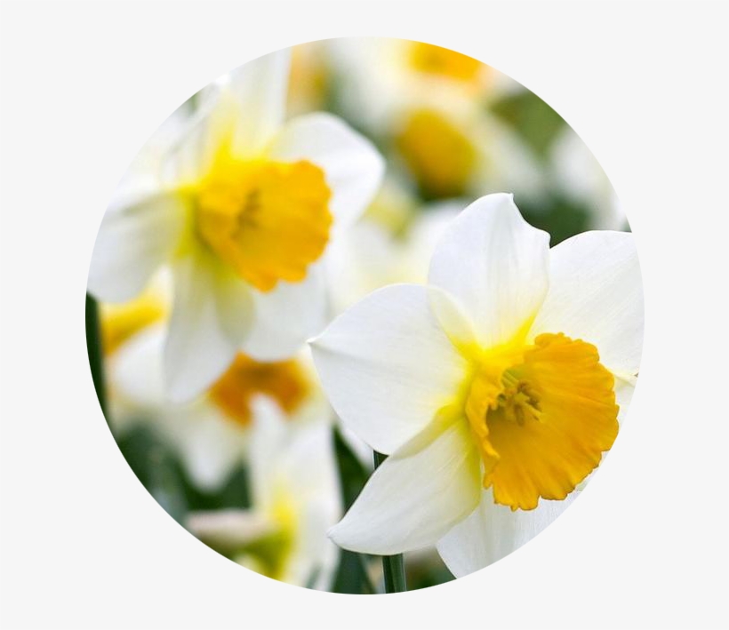 December - Narcissus - Daffodil, transparent png download