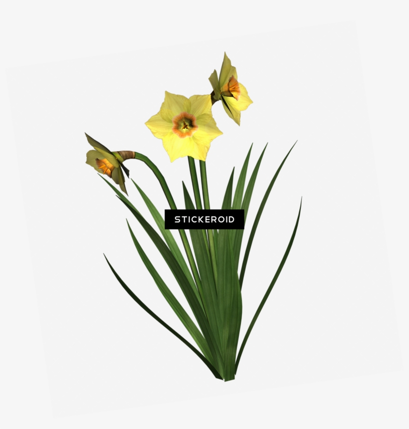 Daffodils - Portable Network Graphics, transparent png download