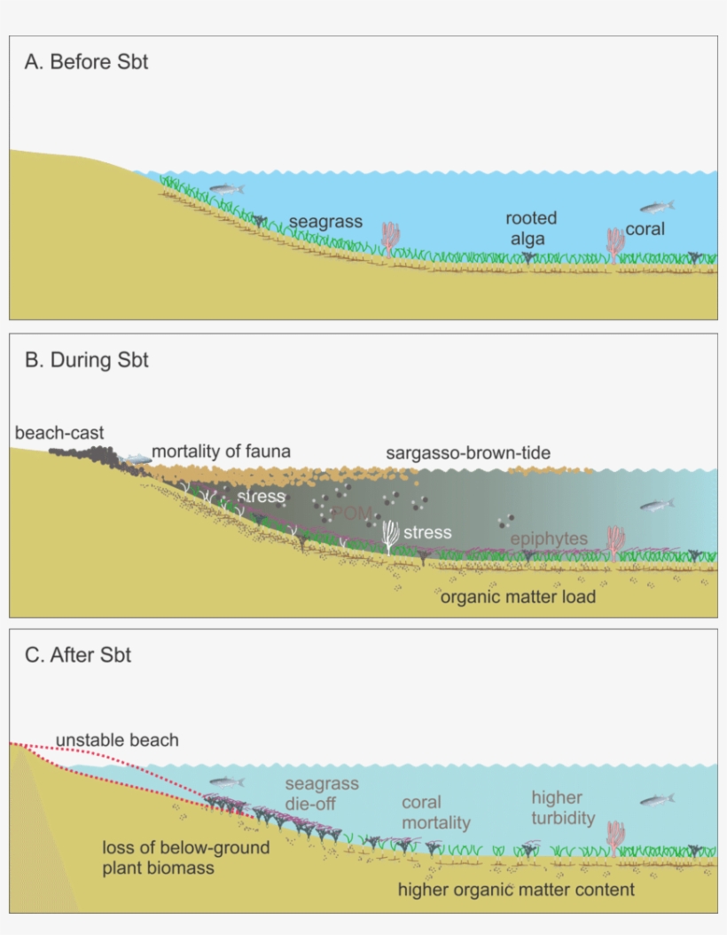 Before The Sbt - Seagrass, transparent png download