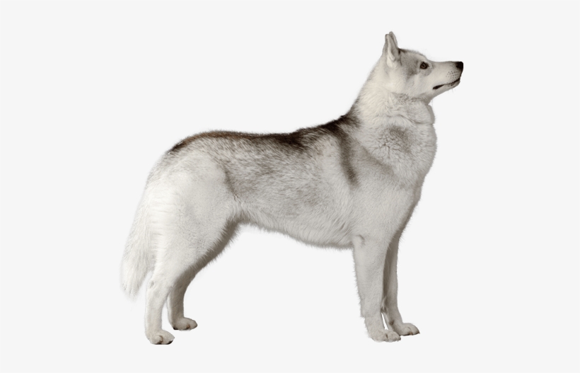 Siberian Husky - Husky Dogs Transparent, transparent png download