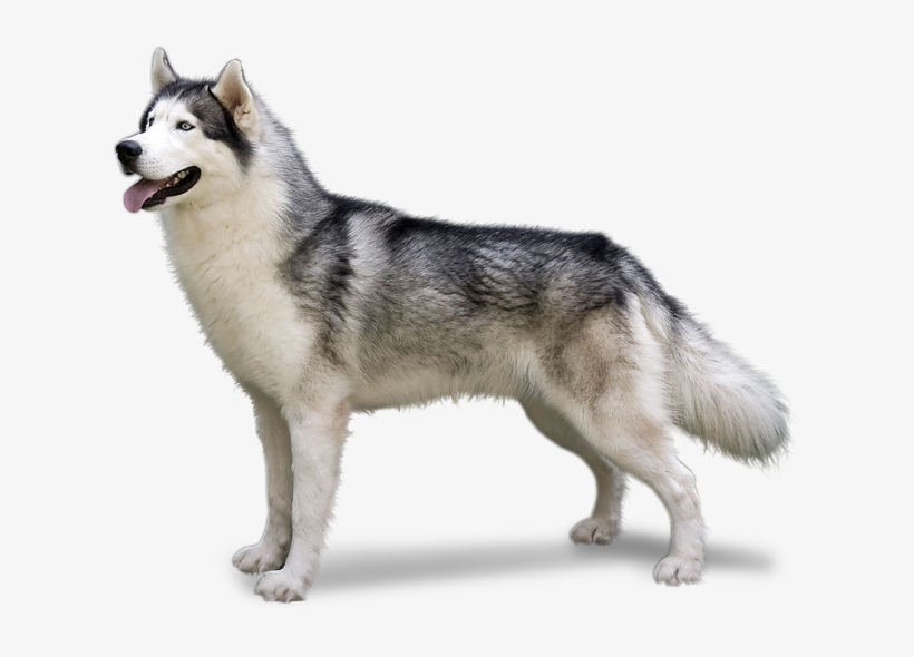 Alaskan Malamute Husky Png Transparent Png 619x510 Free Download On Nicepng