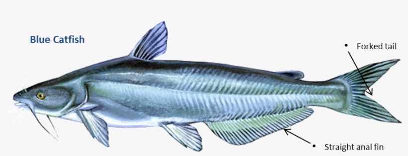 The Catch And Release Concept Has Long Been Used By - Blue Catfish, transparent png download