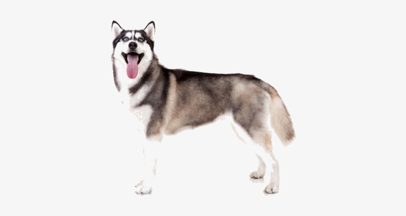 Siberian Huskies Are Medium Sized Working Dogs Made - Siberian Husky, transparent png download