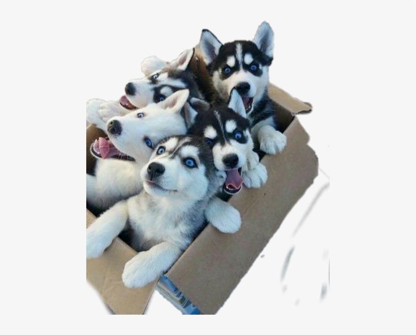 Siberian Husky Til Salg, transparent png download