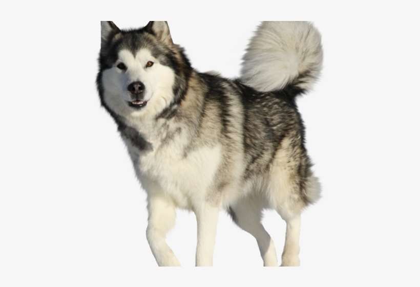 Vector Stock Husky Vector Alaskan Malamute - Alaskan Malamute, transparent png download