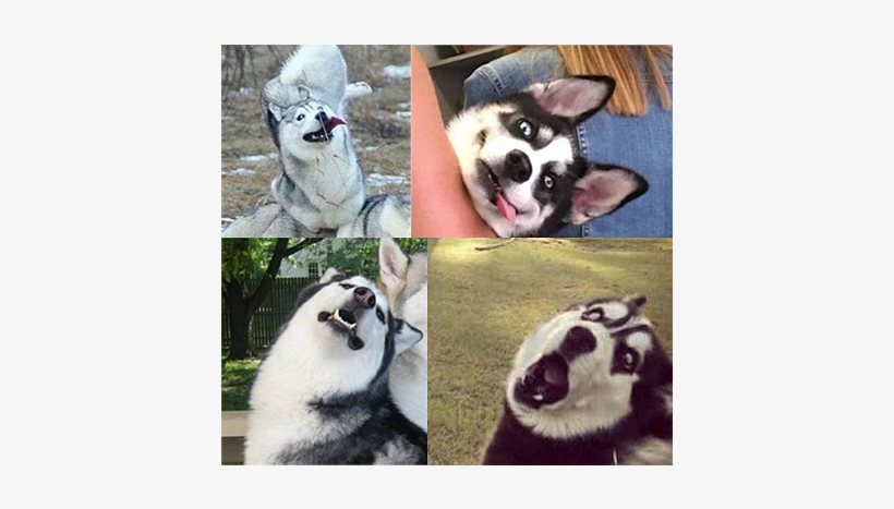 Honestly Where Is The Frederick And Doggo Post We All - Miniature Siberian Husky, transparent png download