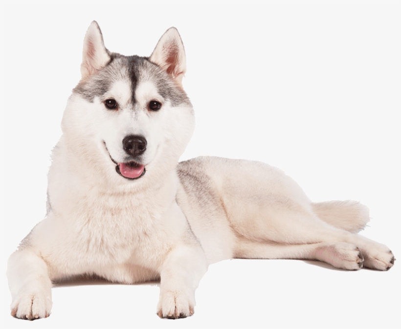 Husky Png Transparent Background - Portable Network Graphics, transparent png download