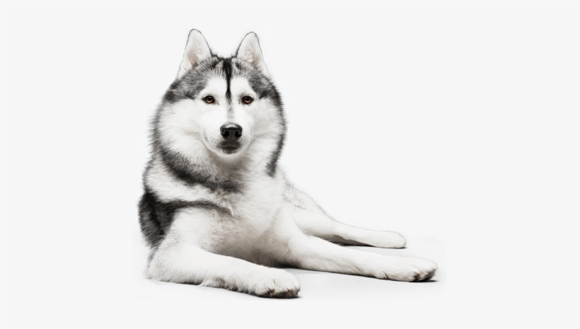 Buy Reference Dogon Our Online Store - Portrait, transparent png download