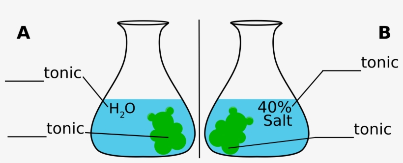 Gummybear-osmosis - Gummy Bear In Salt Water Diagram Experiment, transparent png download