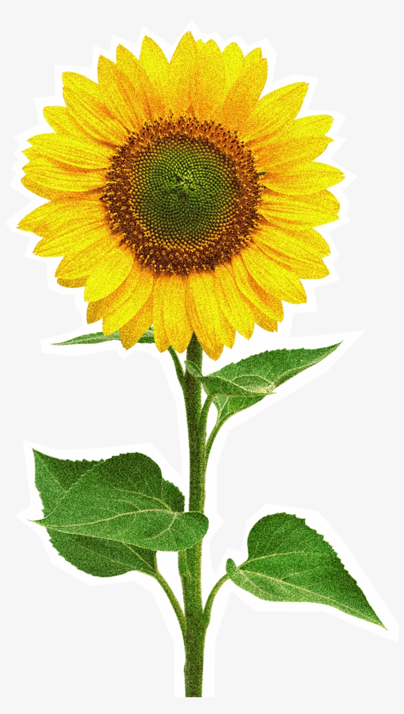 Image - Beautiful Sunflower - White Case - Iphone 7, transparent png download