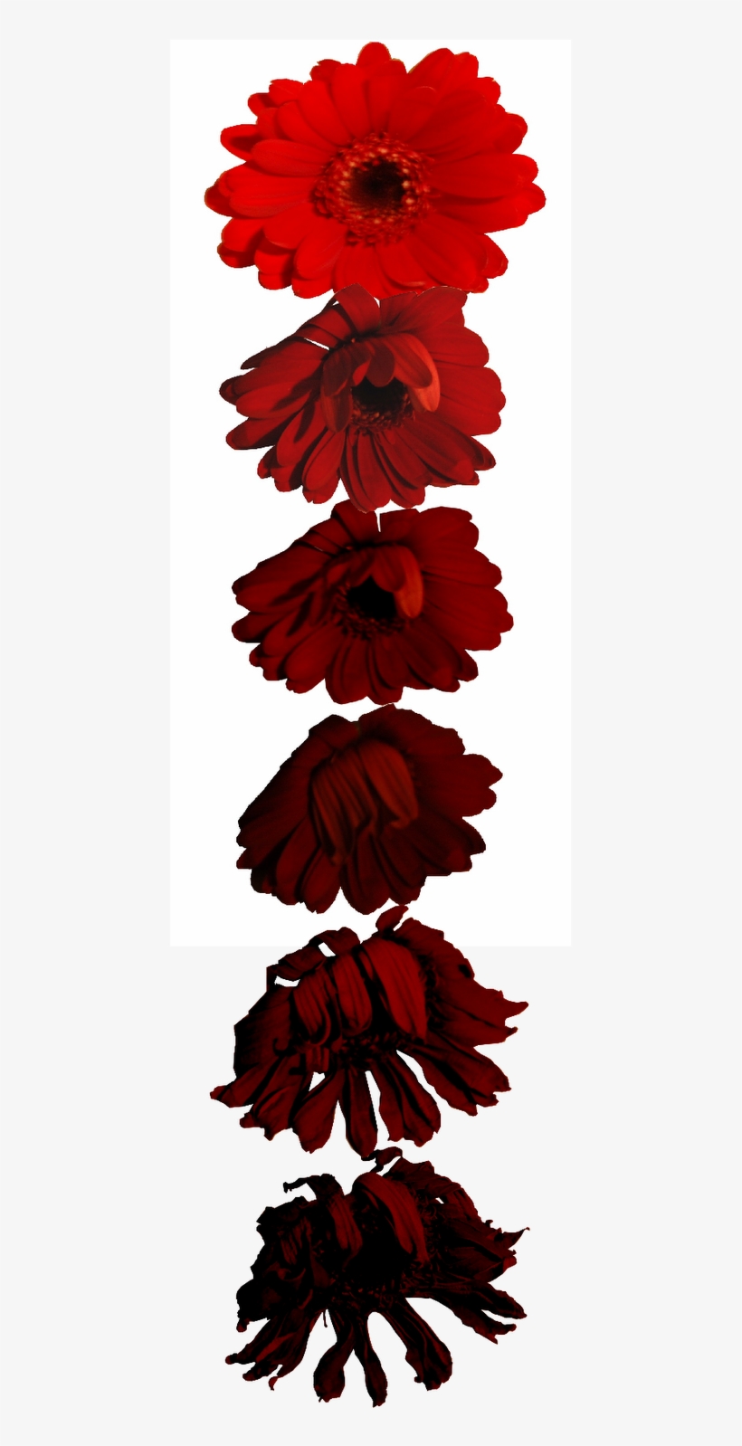 Single Flower Of Water, Photographing It Daily While - Flower, transparent png download