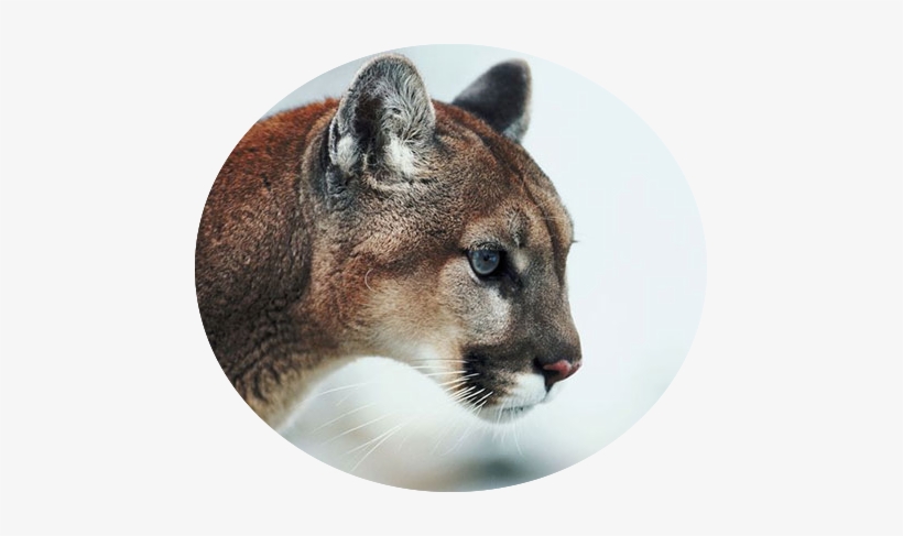 Mountain-lion - Mountain Lion Profile, transparent png download