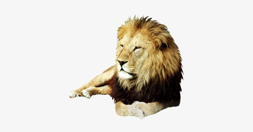 Clip Freeuse Download Animal Clip Art Resting Male - Lion Male Clip Art, transparent png download