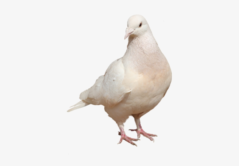 White Doves Png - Typical Pigeons, transparent png download
