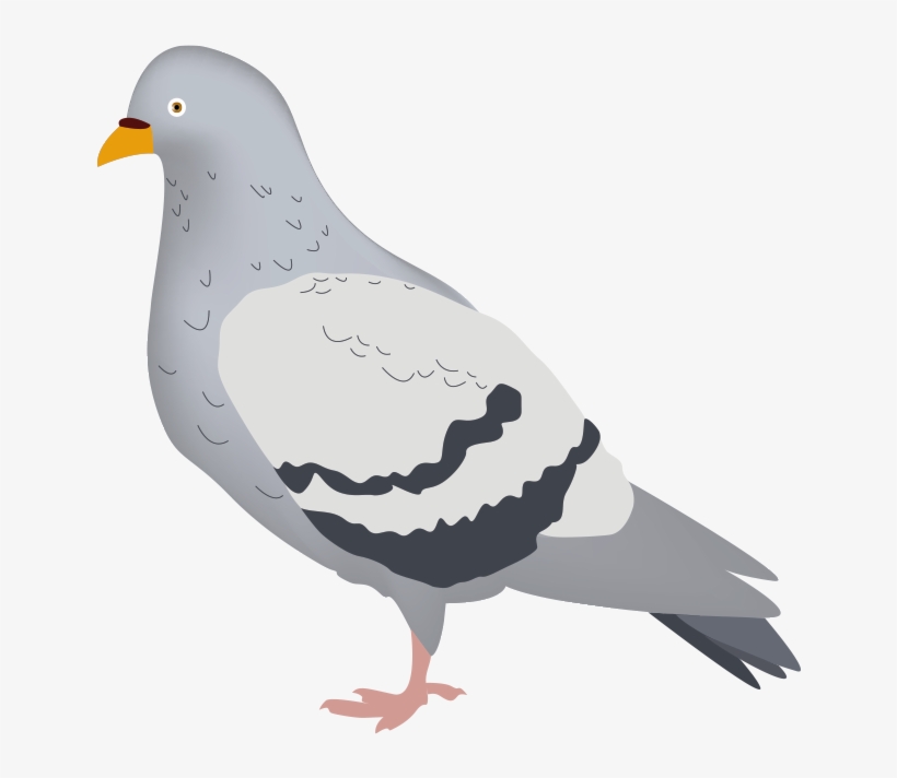 Contact - Pigeons And Doves, transparent png download