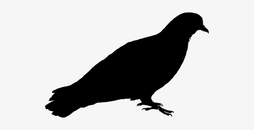 Feral Pigeon Bird Pigeon Silhouette Burung Siluet Transparent