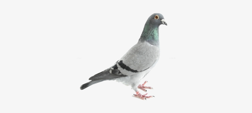 Did You Know You Can Subscribe To Gatewood Journal - Homing Pigeon, transparent png download