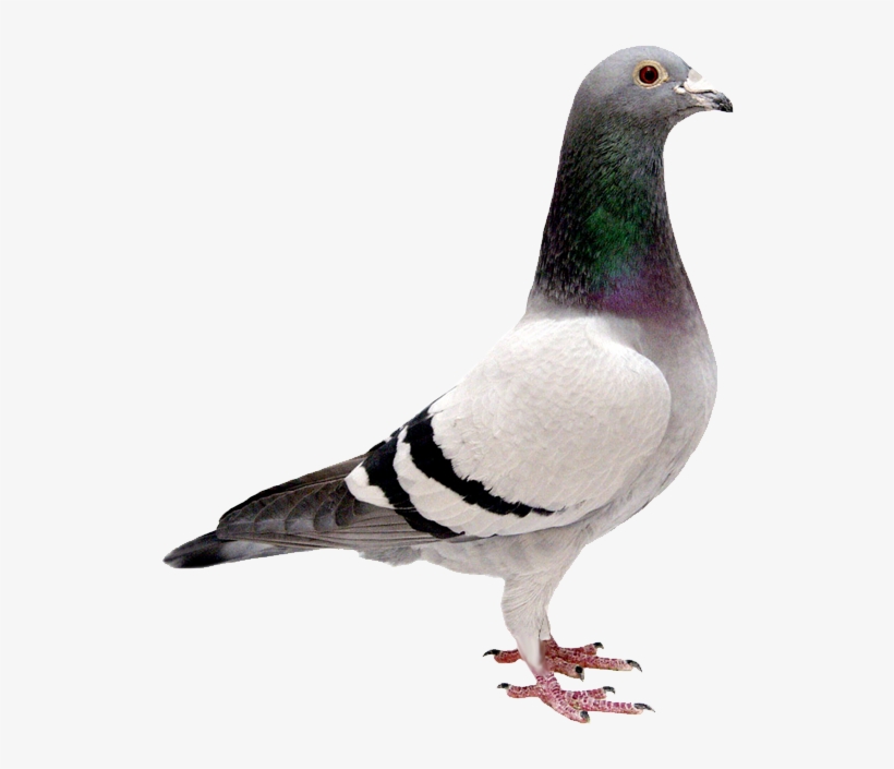 Dove Png Transparent Background - Bird Transparent, transparent png download