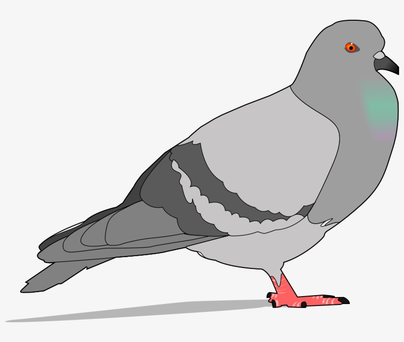 Columbidae Bird Download Drawing Graphic Arts, transparent png download