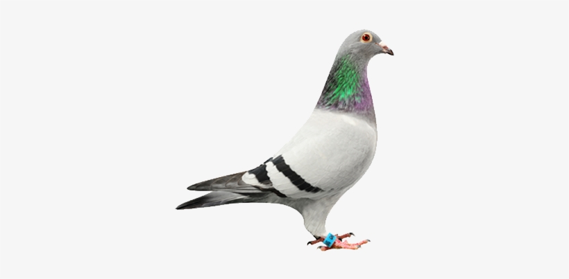 Our Pigeons - Duif, transparent png download