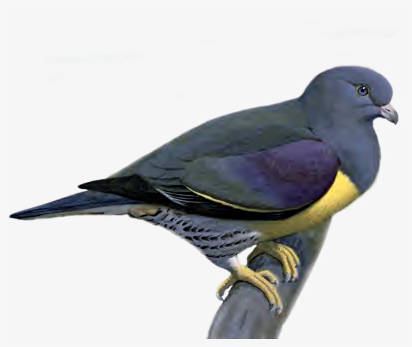 Pigeon Png Picture - Portable Network Graphics, transparent png download