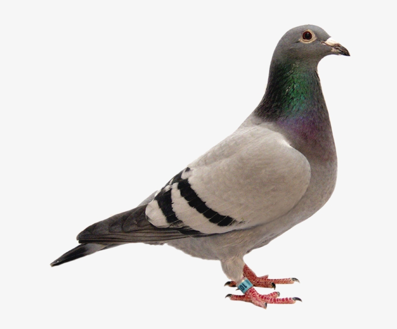 Share This Image - Birds - 1, transparent png download