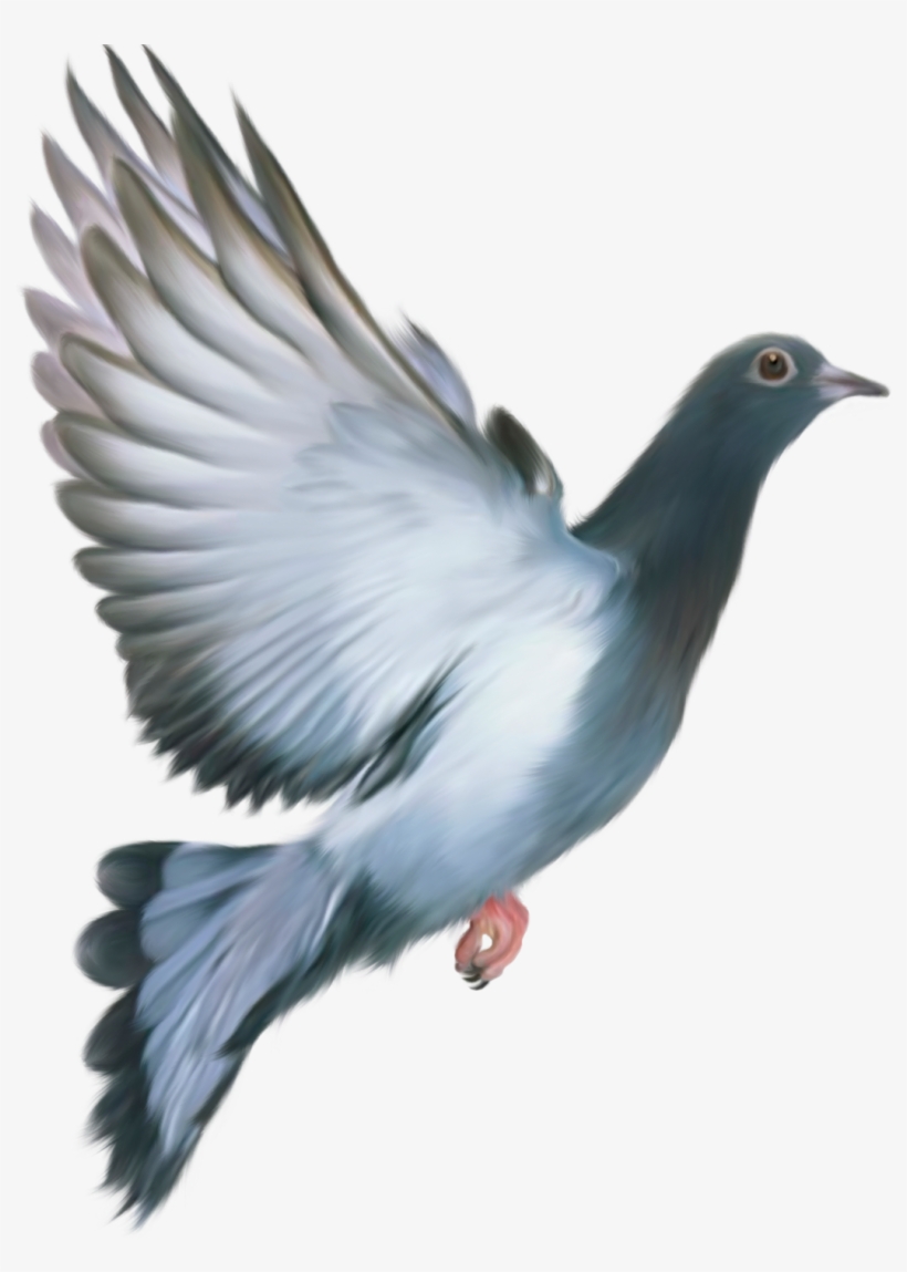 Pigeon Png, transparent png download
