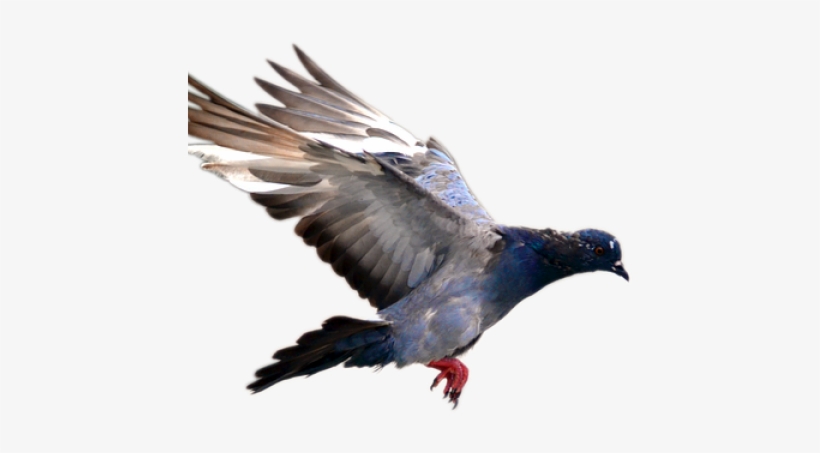 Pigeonflying, transparent png download