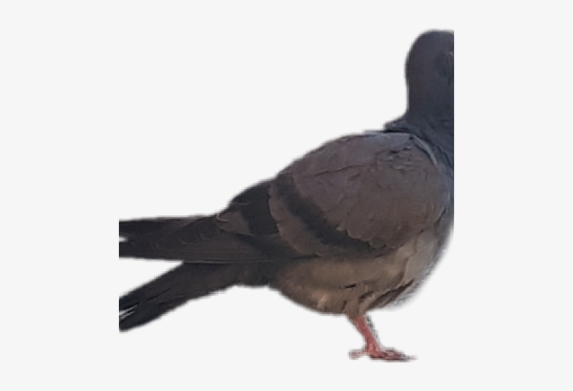 Stock Dove, transparent png download