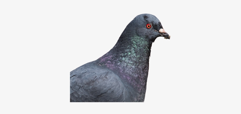 Rock Dove, transparent png download