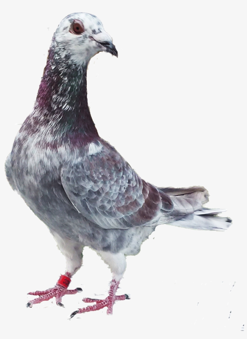 Homing And Racing Pigeons From Stock A - Homar Pijen Png, transparent png download