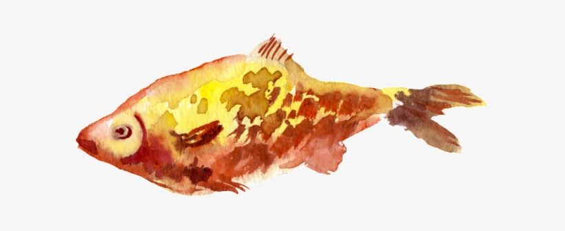 Yellow Fish Watercolor Hand Drawn Transparent - Design, transparent png download