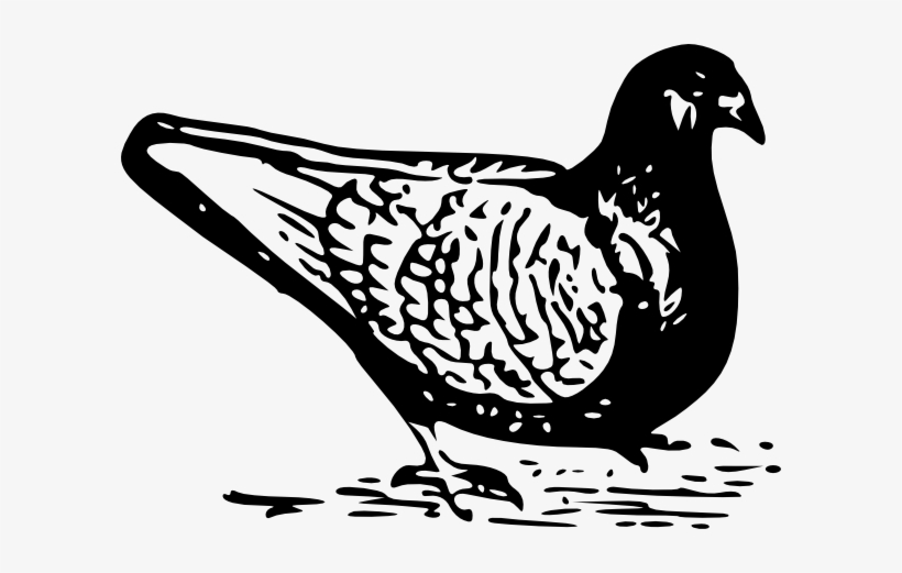 Original Png Clip Art File Pigeon Svg Images Downloading, transparent png download