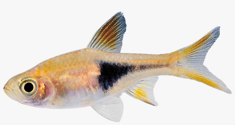 Fish Png Image - Transparent Picture Of Fish, transparent png download